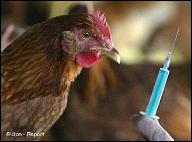 Los teléfonos de consulta para la fiebre aviar están todos en Tenerife