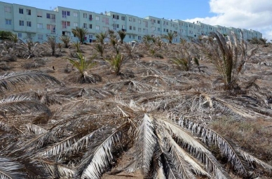 Mil palmeras mueren en Jinámar tras no recibir una gota de agua desde 2006
