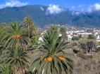 Prohibida la venta de palmeras en Gran Canaria ante el peligro de una plaga mortal