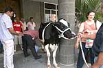 La COAG ordeña una vaca ante el Cabildo contra la venta de la central lechera de nuestra Isla